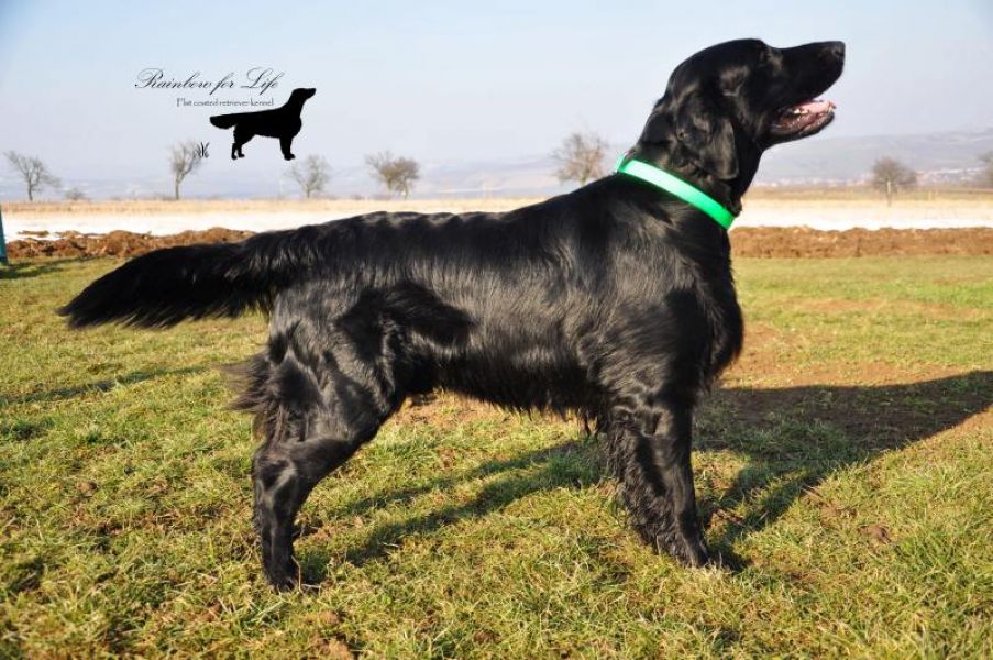 Offer of mating, beautiful and successful dog Flat Coated Retriever