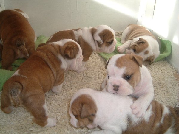 Extra Charming Male And Female English Bulldog Puppies For adoption,
