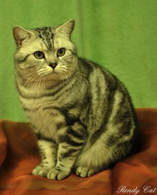 Looking for a new home - the British Whiskas with pedigree