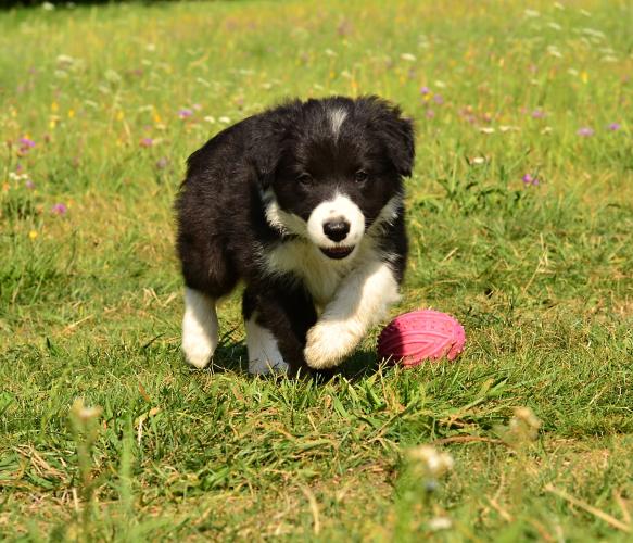 Border Collie puppies with pedigree