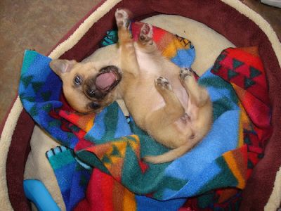 Adorable Chihuahua Puppy For Free Adoption