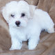 cute and adorable maltese puppies for adoption for any good home