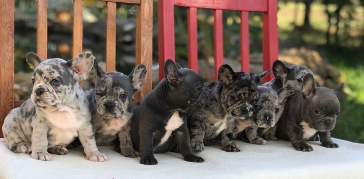 Merle French Bulldogs
