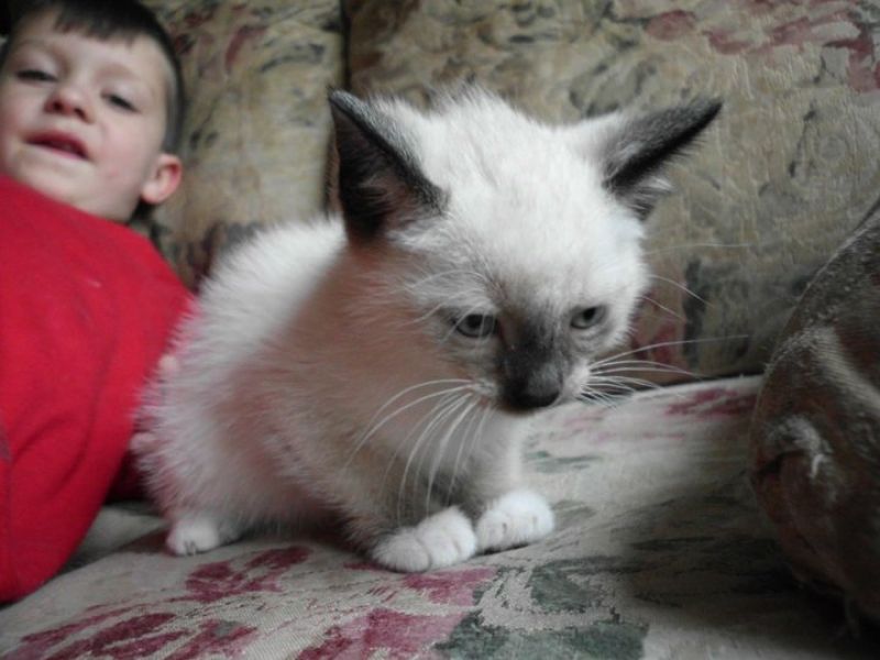 Adorable Siamese kittens