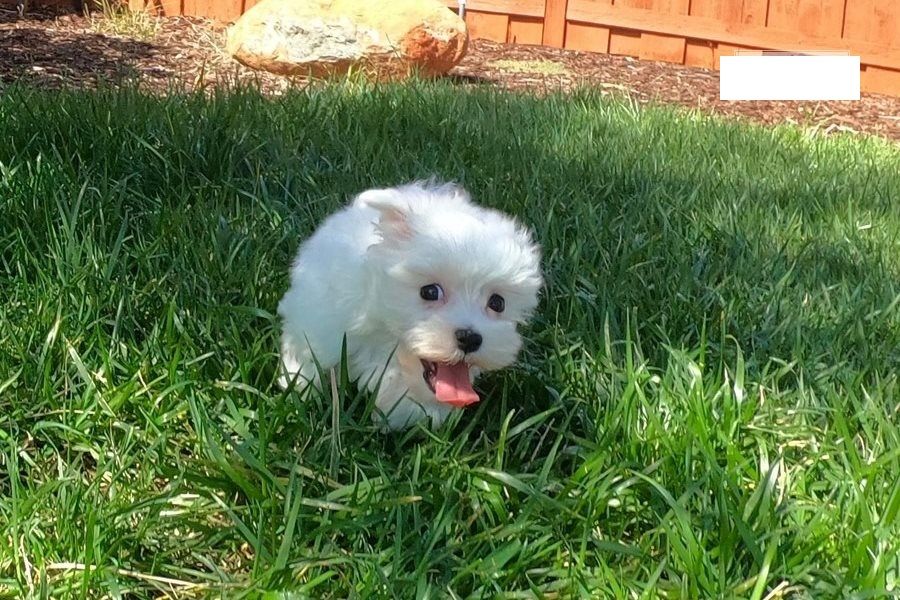 Maltese Puppies For Sale..whatsapp me at: +447418348600