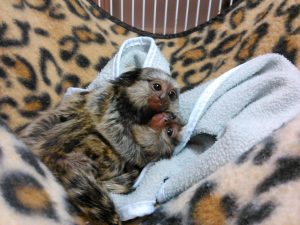  Marmoset monkeys ready to go now