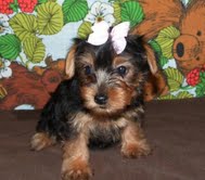 male and female Yorkie puppies ready