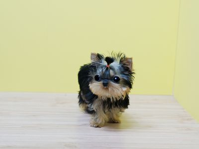 Fabulous Teacup Yorkie Puppies For Adoption
