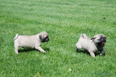 The Pug is a breed of dog originating in China.