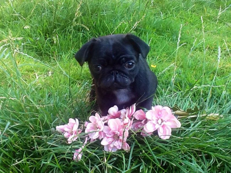 *show Quality Kc Reg Pug Babies*