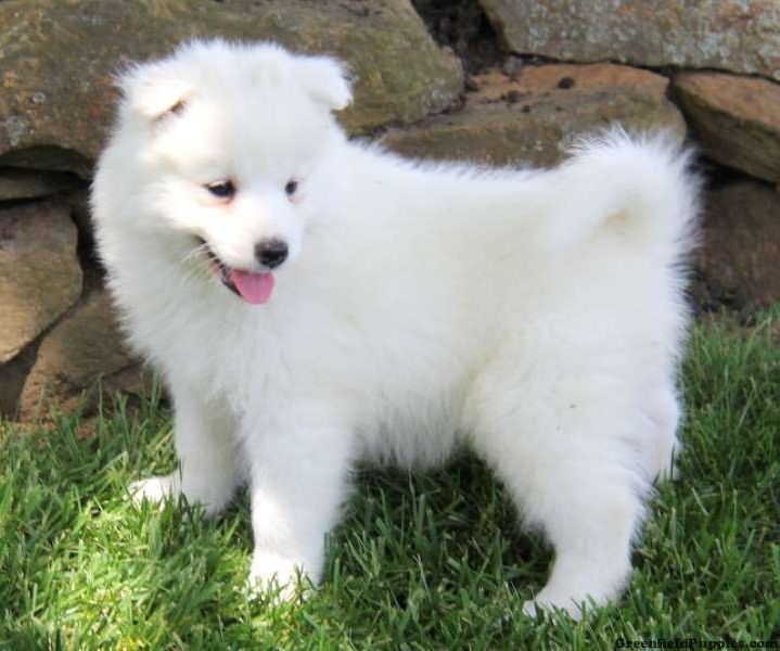Samoyed puppies