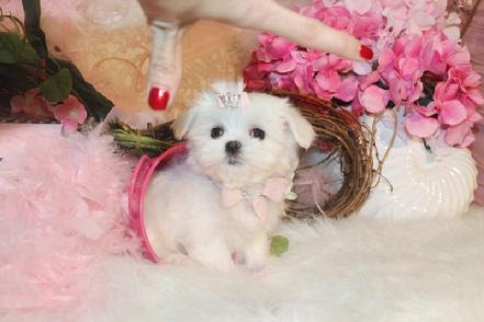 Sociable  Microchip Tiny Teacup  Maltese 