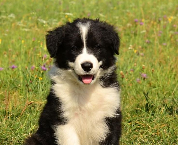 Border Collie puppies with pedigree