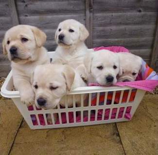 Gorgeous And Healthy Labrador Retriever Pups For Good And Loving Homes