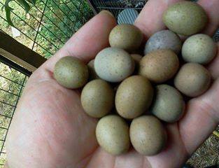 Parrot eggs,ostrich eggs and eagle eggs for sale