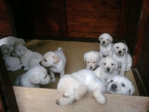 100 % HEALTHY MALES AND FEMALES LABRADOR RETRIEVER PUPPIES FOR ADOPTION