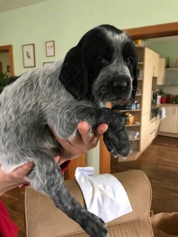 Blue Picardy Spaniel