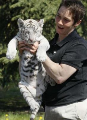 Healthy and Gorgeous Tiger Cubs and Cheetah cubs available