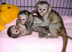 2 Outstanding Capuchin Monkeys