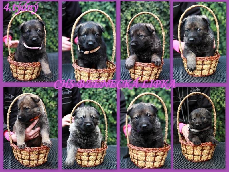 German Shepherd puppies with pedigree for sale