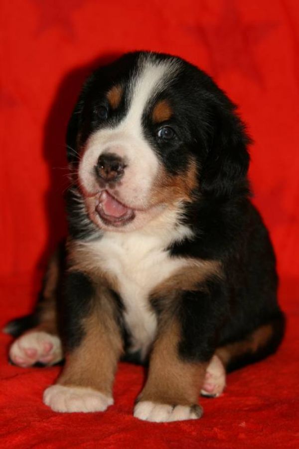 Greater Swiss Mountain Dog