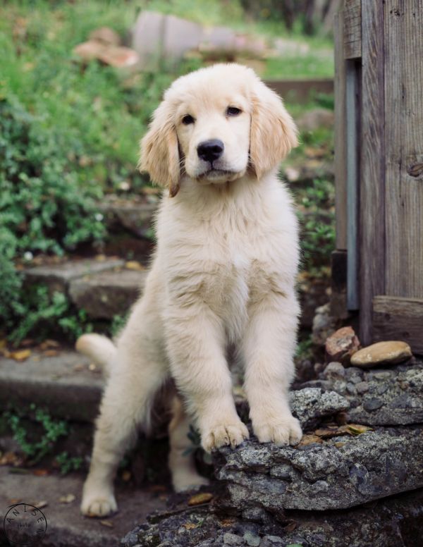 Golden retriever puppy for sale