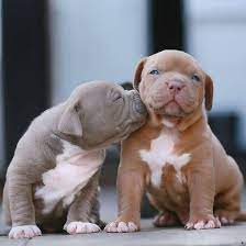 Beautiful Pitbull Puppies