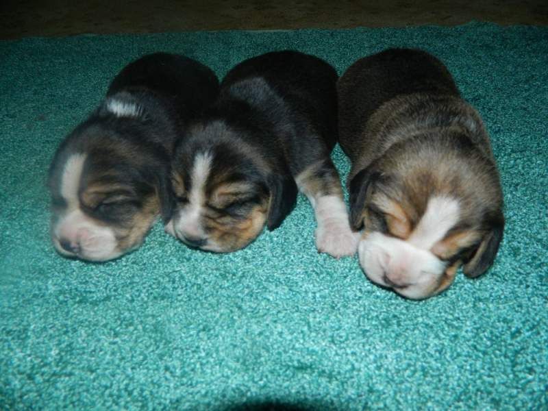 Beagle puppies with pedigree