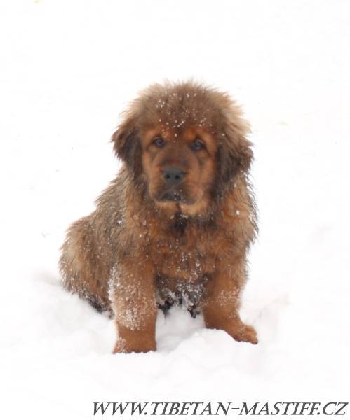 Tibetan Mastiff FCI puppies red