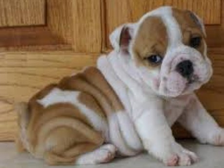 Healthy English Bulldog Puppies Available