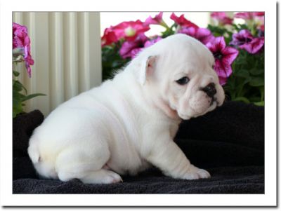  Adorable English bulldogs Male and Female for loving homes