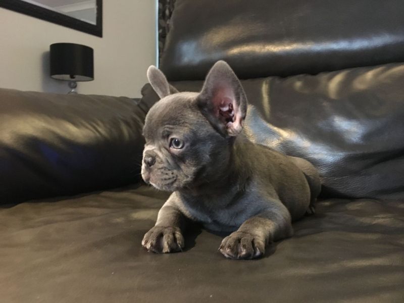 Stunning Quality Blue French Bulldog & Quads Ready Now!