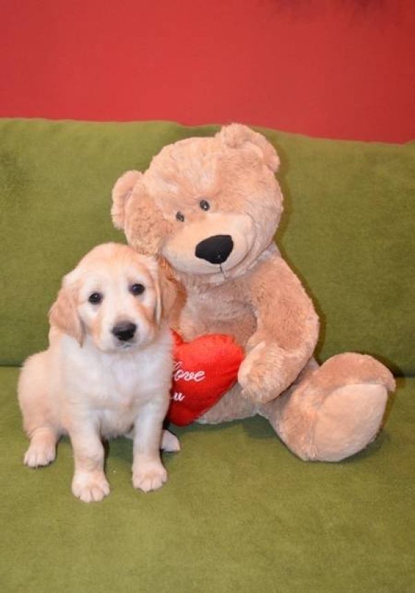 Golden Retriever puppies – available boys