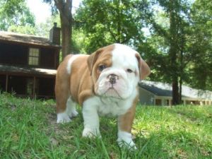 Cute And Adorable English Bulldog Puppies For Adoption.
