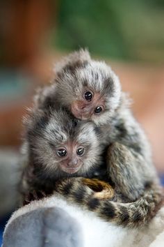 Male and female Capuchin and marmoset monkeys for adoption