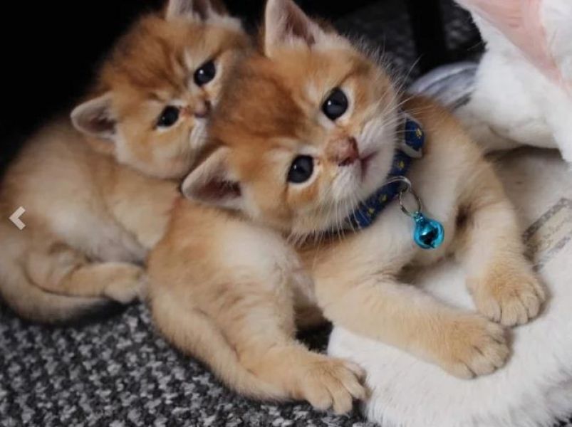 Bsh Golden Kittens For Reservation