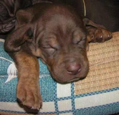 Catahoula - Louisiana Leopard Dog – beautiful puppies