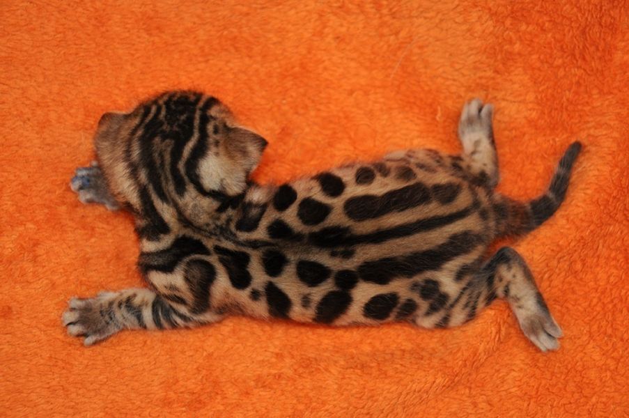 Beautiful  Bengal Kittens