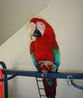 bold and inquisitive macaw parrot for new homes