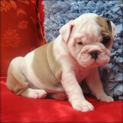 Healthy English Bulldog Puppies Available