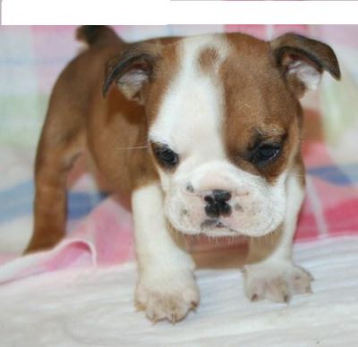 hansom english bull dog puppy for free adoption