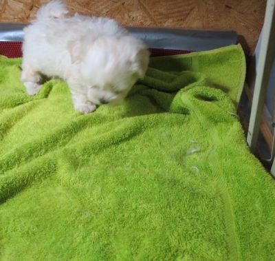 Teacup maltese puppies for sale