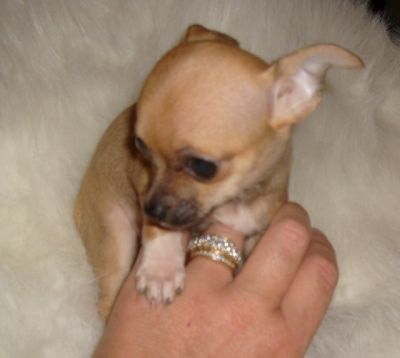 Chihuahua puppies available now.. 