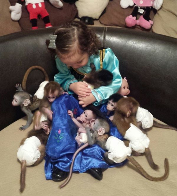 Cute babies  pygmy marmoset  monkeys for sale