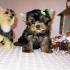 ENJOY YOUR X-MAS WITH TWO CUTE BABY TEA CUP YORKIE PUPPIES FOR FR