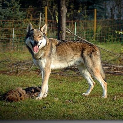 Czechoslovakian Wolfdog purebred puppies