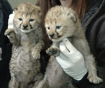 Cheetah , Margay , Ocelot and Savannah kittens for sale