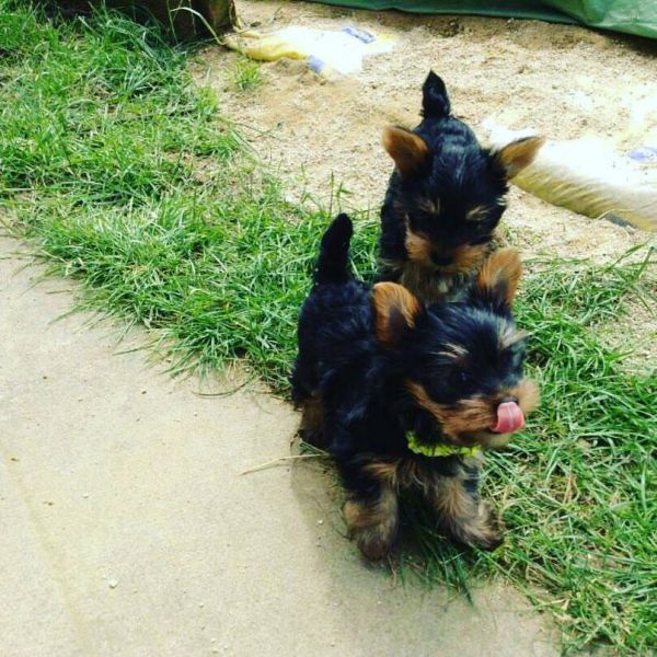 😋 Gorgeous Little yorkie puppies shots, dewormed & potty 