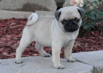 male and female Pug puppies 