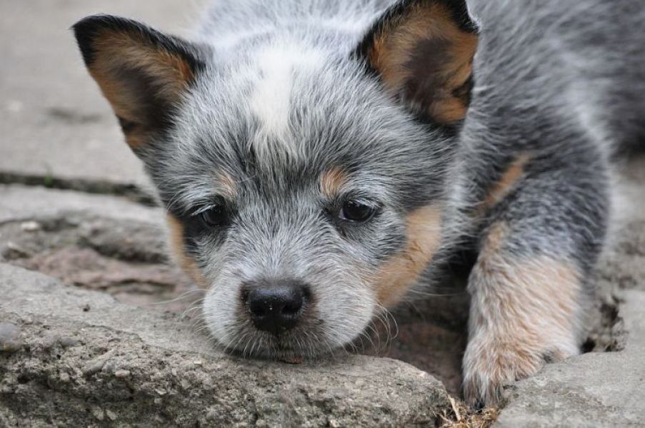 Australian cattle dog
